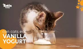 Can cats have yogurt