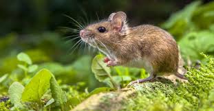 Can mice climb walls
